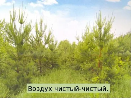 Представяне на какво гората