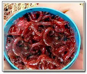 Какво е хлебарка