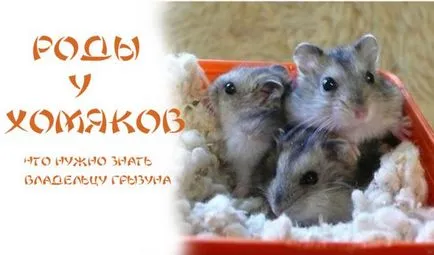 Както хамстери раждат
