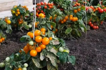 Разнообразието от домат за оранжерията