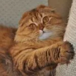 Scottish Fold котка лилаво