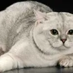 Scottish Fold котка лилаво