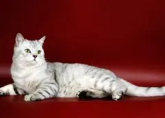 Scottish Fold котка лилаво Scottish Fold котка лилаво
