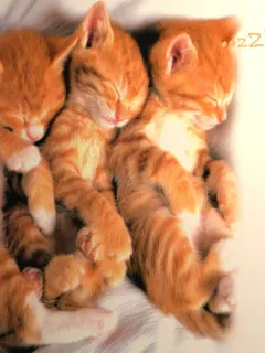 Снимки за любовта котки Снимки за любовта котки