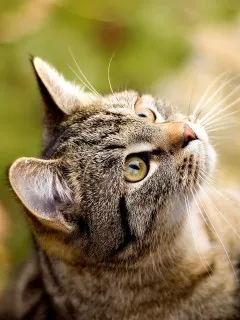 Снимки за любовта котки Снимки за любовта котки