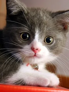 Снимки за любовта котки Снимки за любовта котки