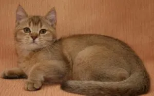 Scottish Fold котка лилаво