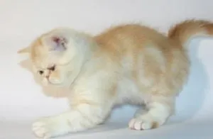 Scottish Fold котка лилаво