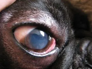 Болести на очите Котки