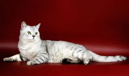 Scottish Fold котка лилаво Scottish Fold котка лилаво