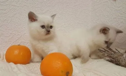 Scottish Fold котка лилаво Scottish Fold котка лилаво