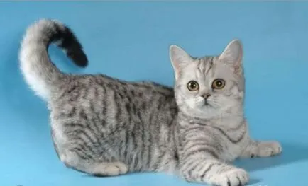 Scottish Fold котка лилаво Scottish Fold котка лилаво