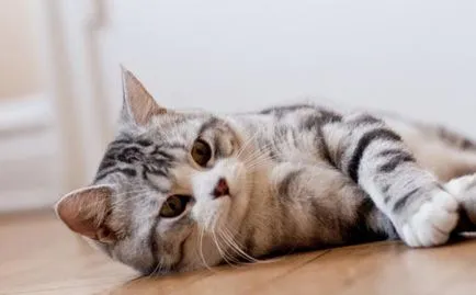 Scottish Fold котка лилаво Scottish Fold котка лилаво