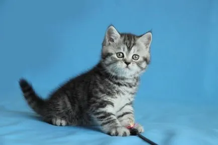 Scottish Fold котка лилаво Scottish Fold котка лилаво