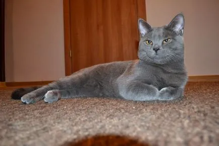 Scottish Fold котка лилаво Scottish Fold котка лилаво