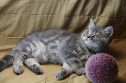 Scottish Fold котка лилаво Scottish Fold котка лилаво
