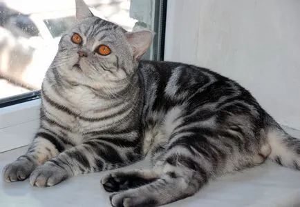 Scottish Fold котка лилаво Scottish Fold котка лилаво