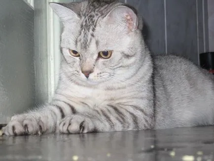 Scottish Fold котка лилаво Scottish Fold котка лилаво