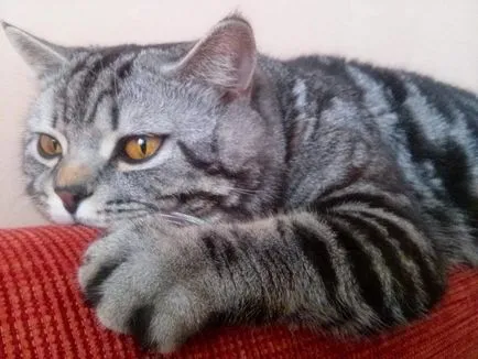 Scottish Fold котка лилаво Scottish Fold котка лилаво