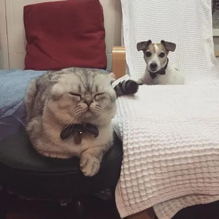 Scottish Fold котка лилаво Scottish Fold котка лилаво