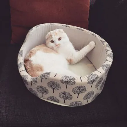 Scottish Fold котка лилаво Scottish Fold котка лилаво
