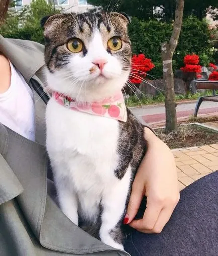 Scottish Fold котка лилаво Scottish Fold котка лилаво