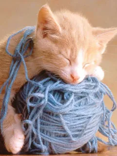 Снимки за любовта котки Снимки за любовта котки