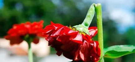 Какво е в съня цветя
