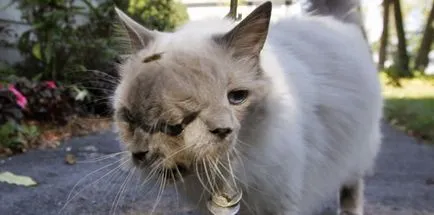 Двуглав котка