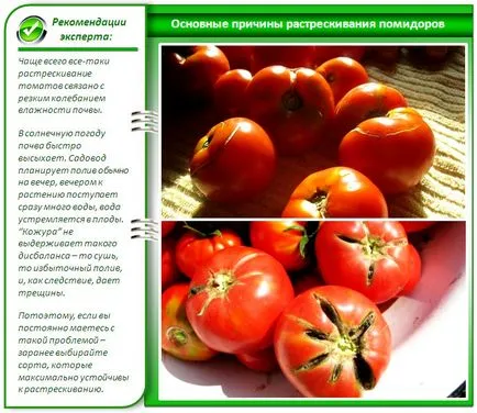 Разнообразието от домат за оранжерията Разнообразието от домат за оранжерията
