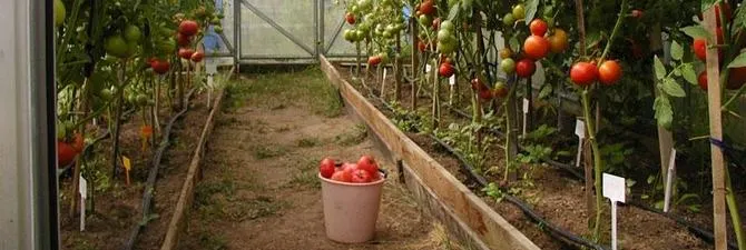 Разнообразието от домат за оранжерията