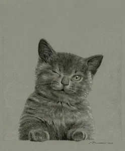 скици на котки скици на котки