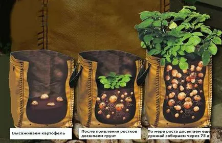 Отглеждане на картофи в торбички