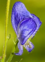 Aconite - лек за рака