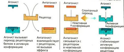 Рецепторни агонисти и антагонисти (агонисти) Рецепторни агонисти и антагонисти