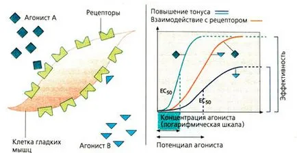 Рецепторни агонисти и антагонисти (агонисти) Рецепторни агонисти и антагонисти