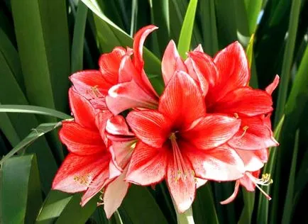 отглеждане и грижа Amaryllis