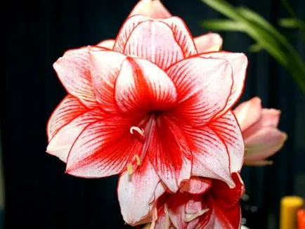 отглеждане и грижа Amaryllis