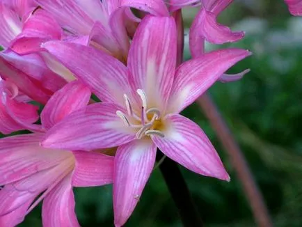 отглеждане и грижа Amaryllis