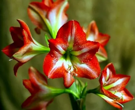 отглеждане и грижа Amaryllis