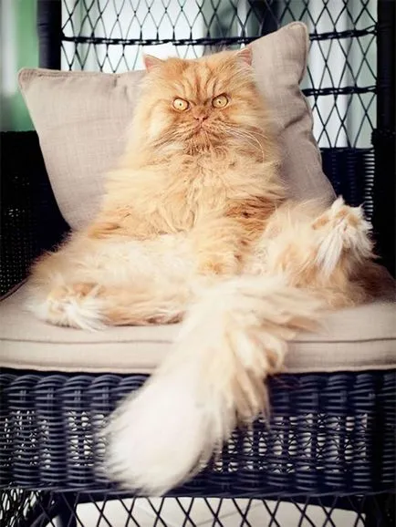 13 признаци, че вашата котка ще те убия (CAT) 13 признаци, че вашата котка ще ви убие