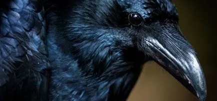 19 причини, които ви карат да започна да се уважават гарваните (че) 19 причини, поради които те кара да гарван започнаха да се зачита