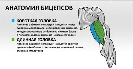 6 начина за повишаване на горната част на бицепса