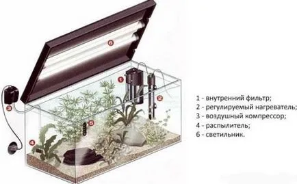 Аквариум да започне риба схема за разплод и за действие за начинаещи (риба) Аквариум да започне риба схема за разплод и за действие за начинаещи