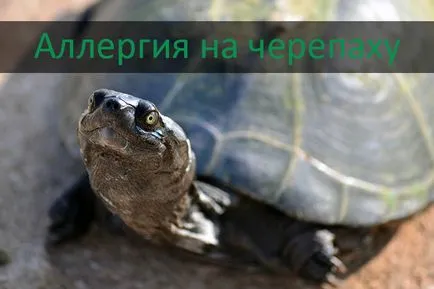 Алергия към костенурка