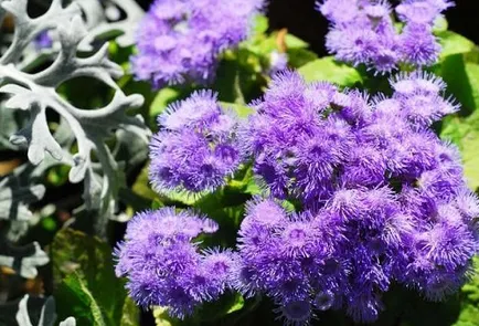 Ageratum расте от семена, кога да засадят