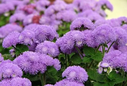 Ageratum расте от семена, кога да засадят