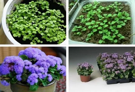 Ageratum расте от семена, кога да засадят