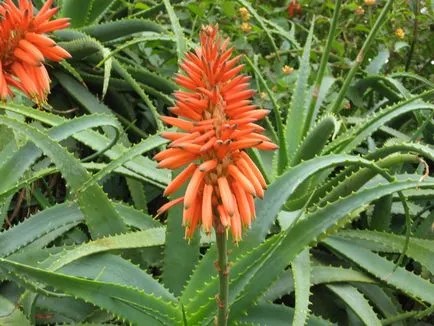 Алое Вера - грижа в дома, прехвърлянето, размножаване, болести и вредители