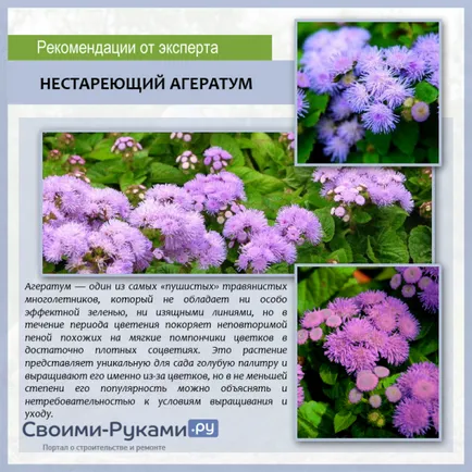 Ageratum - расте от семена, когато засадени стъпка по стъпка ръководство